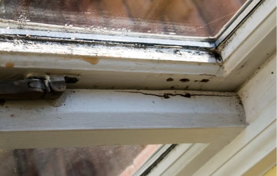Moisissure après avoir laissé la buée et la condensation s'installer dans le double vitrage de la fenêtre