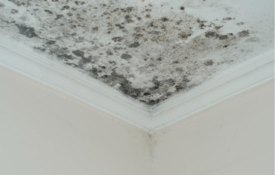 Humidité maison- Moisissures et tâches noires au plafond