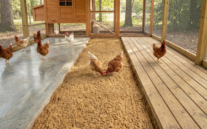 Sols de poulailler extérieur : comparatif béton/sable/bois